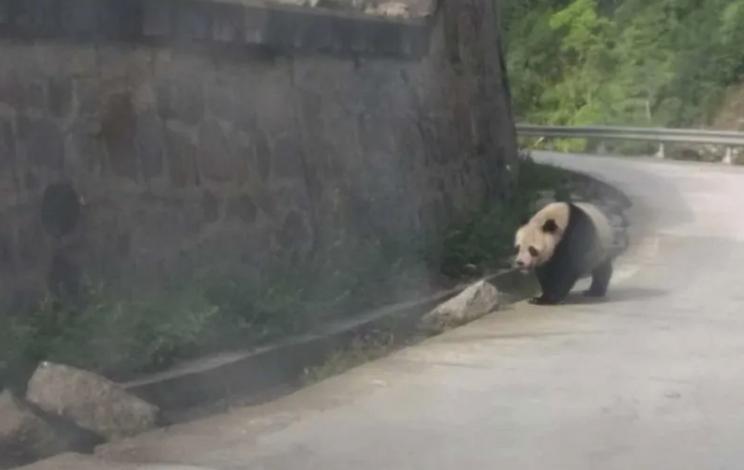 重走长征路夹金山,夹金山重走长征路在哪里