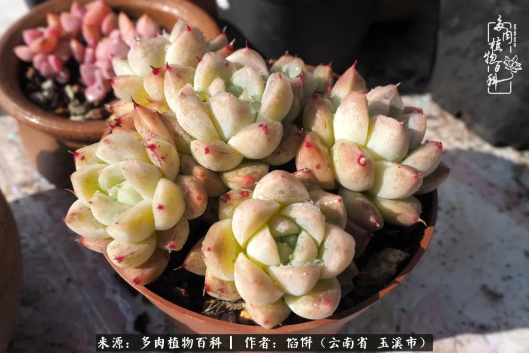 多肉对比图片,多肉对比高清图