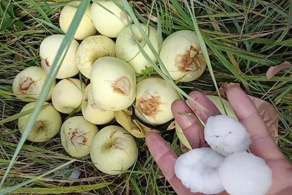 陕西苹果种植区遭冰雹袭击!农户的损失谁来赔?
