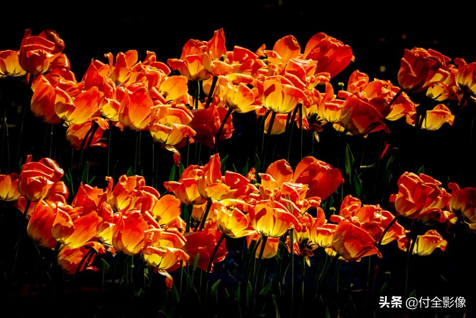 北京国际鲜花港有限公司,北京国际鲜花港一日游