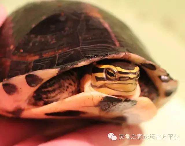 安布闭壳龟繁殖技术,安布闭壳龟要办证吗