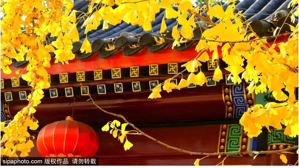 17处京城绝美银杏观赏点，看看有没有家门口的？