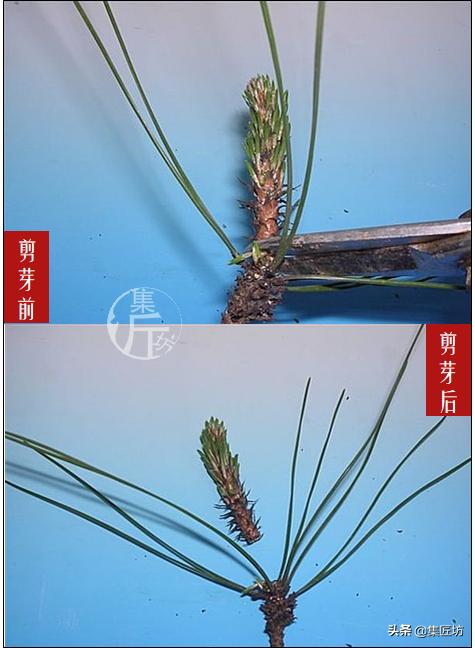 怎么养黑松盆景,触类旁通的正确用法