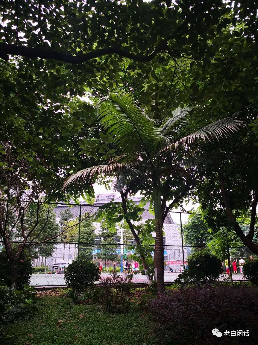 小城故事,平和下的珙县日常可能终我一生也难企及