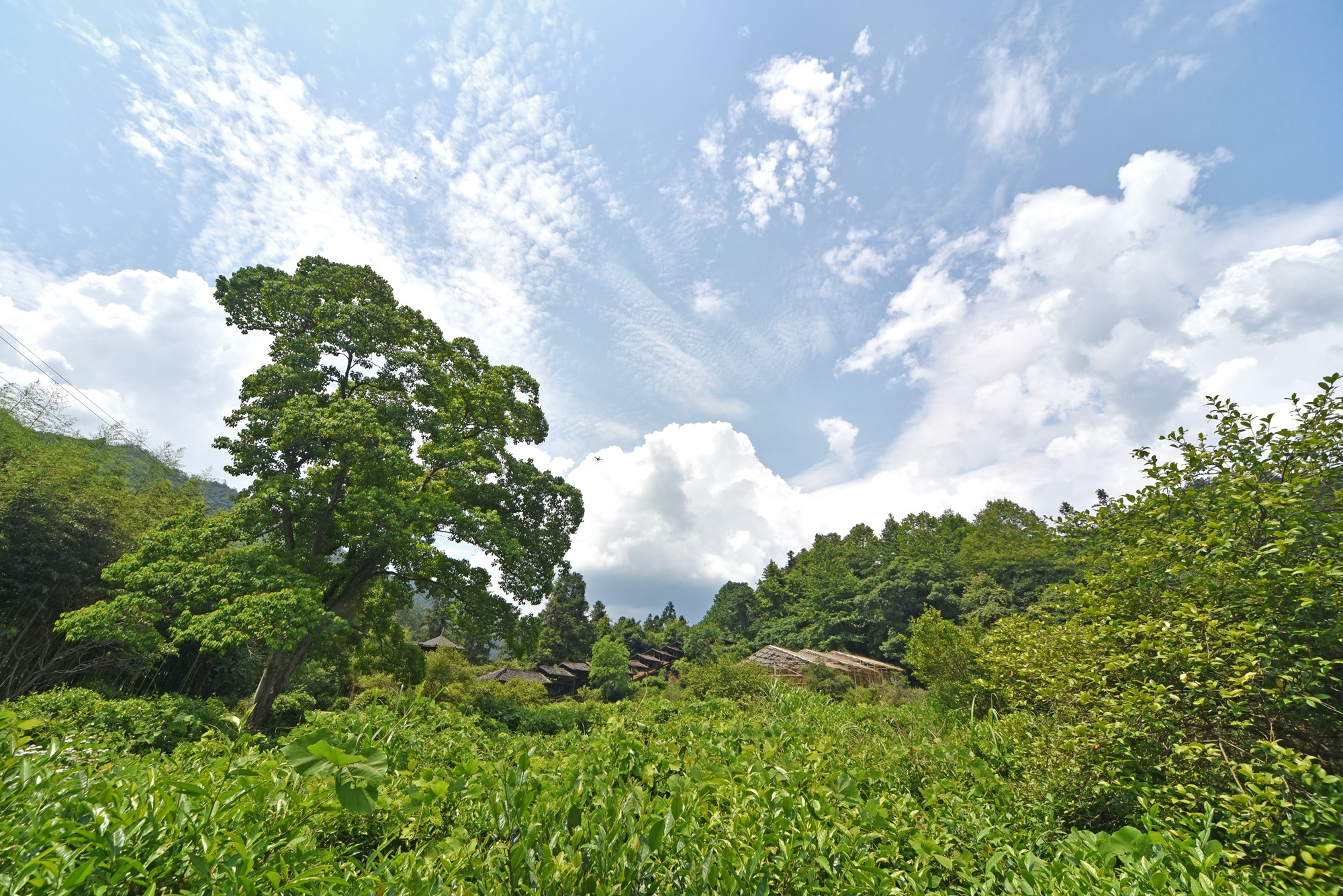 景德镇近代瓷器发展,千年瓷都景德镇有哪些瓷器