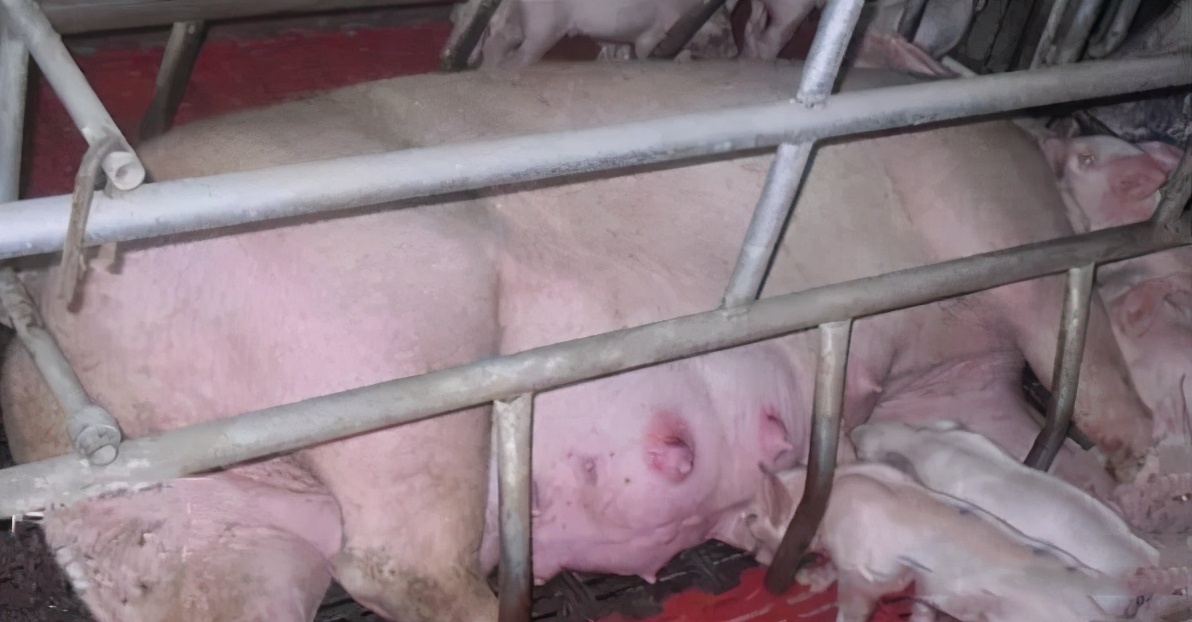 母猪产后便秘怎么治？母猪产后便秘的原因