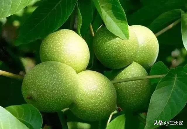 陕西的青皮核桃,陕西人儿时记忆饭菜