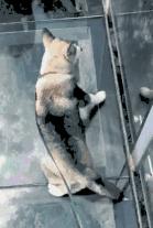 腿发软，脚没劲儿，膝盖气血要净化！满足这2个条件才可