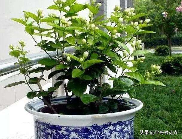 快死的发财树如何救活,如何拯救快死的发财树