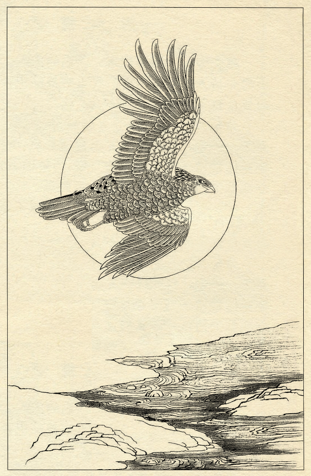 白描鹰技法基础入门,工笔画素材白描鹰图漂亮