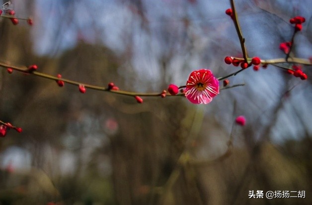 宋词词牌平仄菩萨蛮,菩萨蛮格律平仄