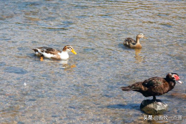 鸡人工助产有什么影响,鸭子人工助产怎么判断吸收好了