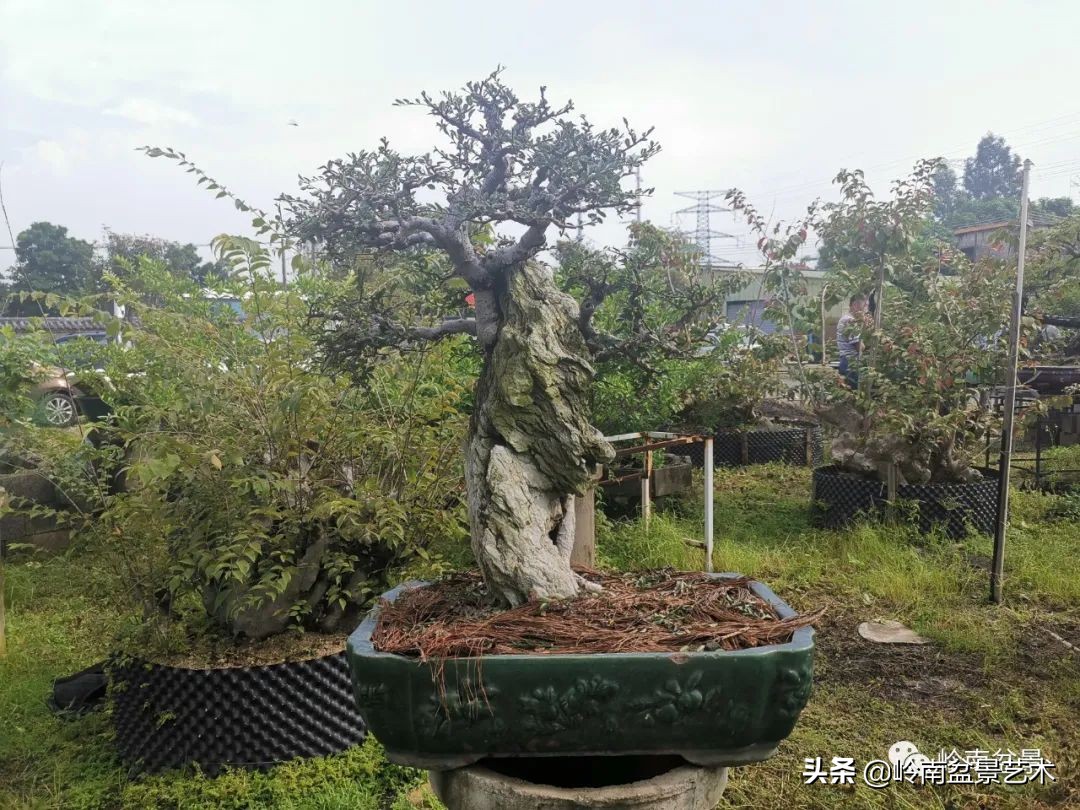 绿色金融业务发展好的银行,绿色银行的前景