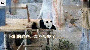 团子在泰国,团子外国