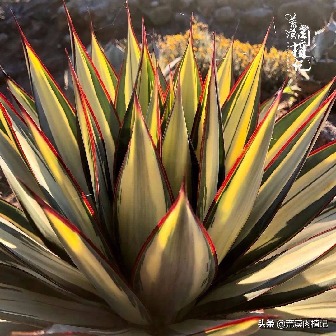 极品龙舌兰,精品龙舌兰欣赏