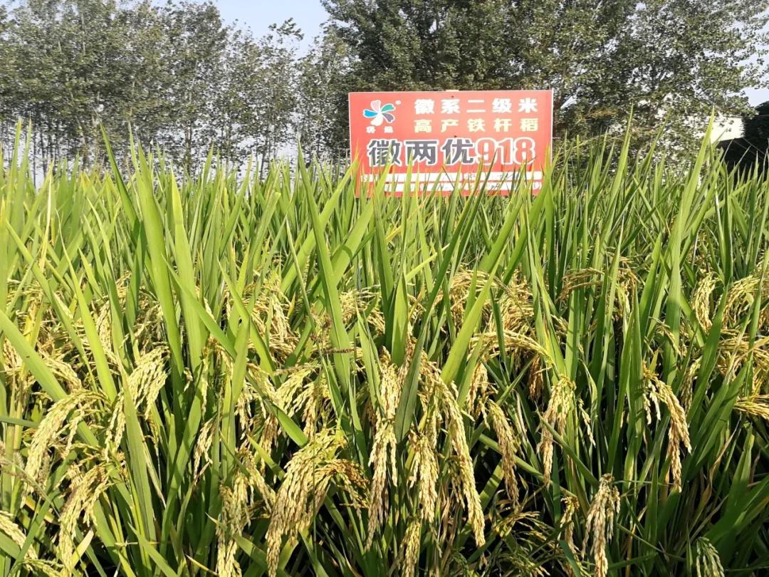 徽两优1577第一名高产稻种,徽两优985稻种简介