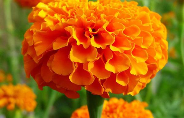 叶黄素是干嘛的可以护眼吗,叶黄素是眼睛的主要成分吗