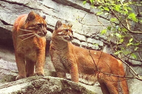 三虎一彪,彪真能杀死老虎吗?神秘自然