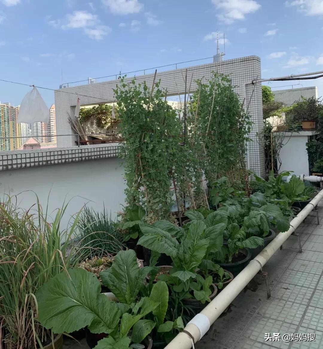 天台李子柒,农村家里的大爷大妈