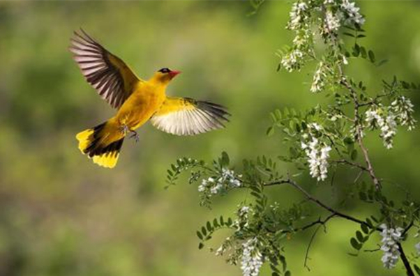 草长莺飞二月天拂堤杨柳醉春烟,草长莺飞二月天拂堤杨柳醉春眠