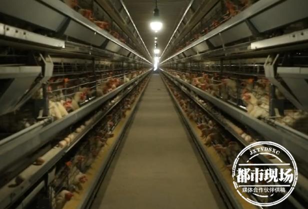 “你们的东西有毒！”女子收到武汉发货的鸡蛋，怒斥客服拒收包裹