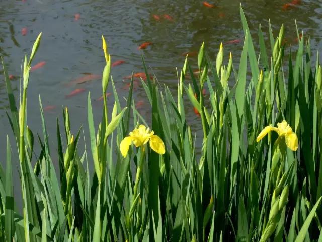 在水一方植物园,在水一方花卉