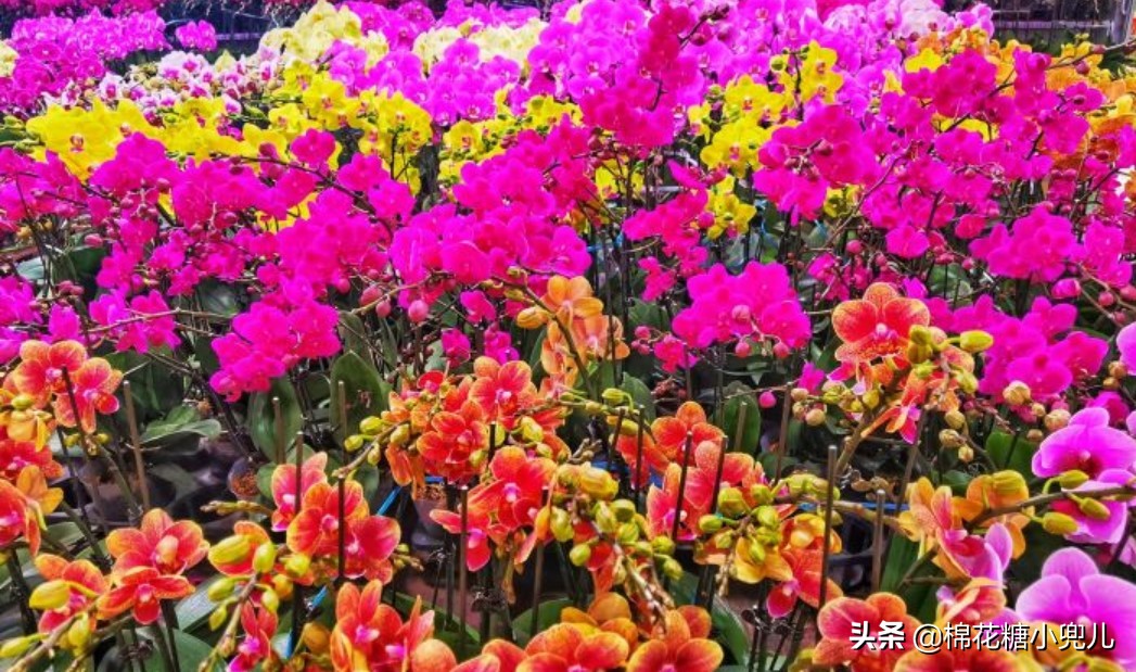 北京盆栽花卉批发市场,北京众兴花卉批发市场