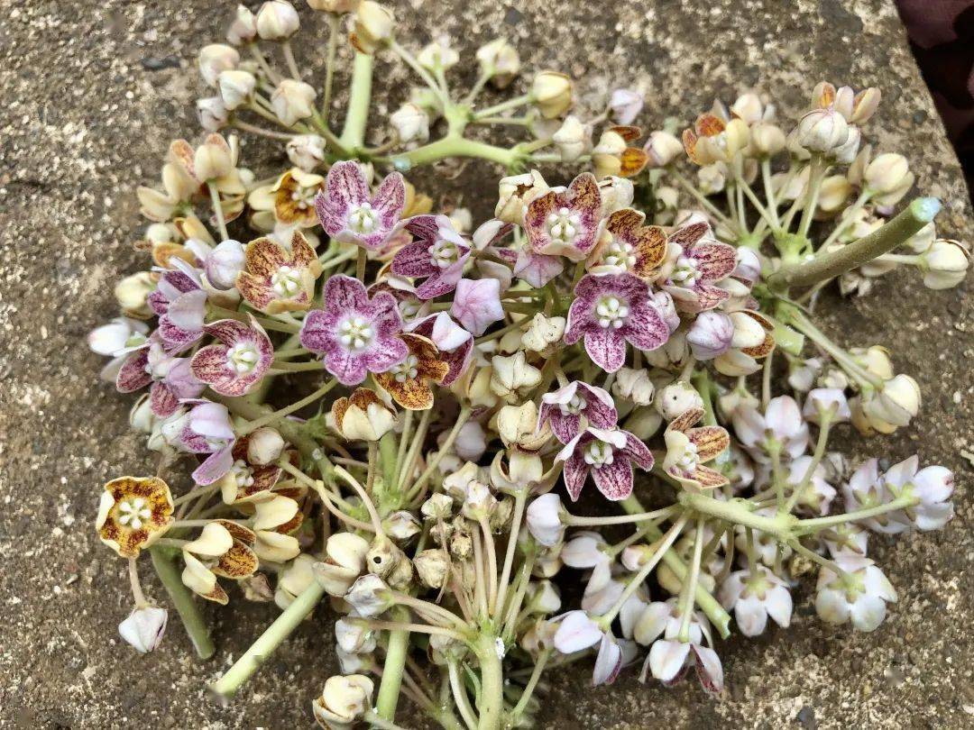 云南带毒的美食,云南带菌的美食