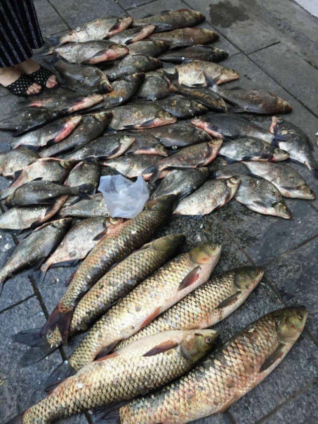 野钓大鲤鱼的秘诀,溪流野钓红尾的秘诀