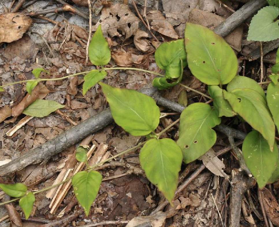 牡丹花籽怎么种才能长出好苗,种植牡丹怎样施肥视频