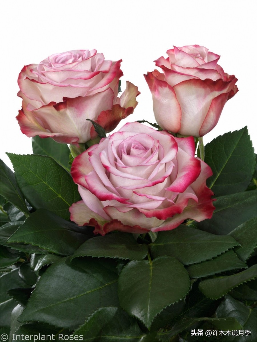 稀有月季蓝色妖姬,颜色比较稀有月季有哪些品种