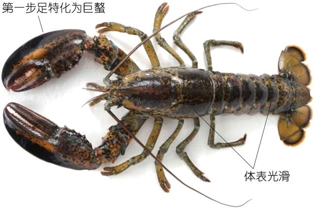 虾说,这是一篇让你不仅会吃,还会认……一文解决“虾”认识