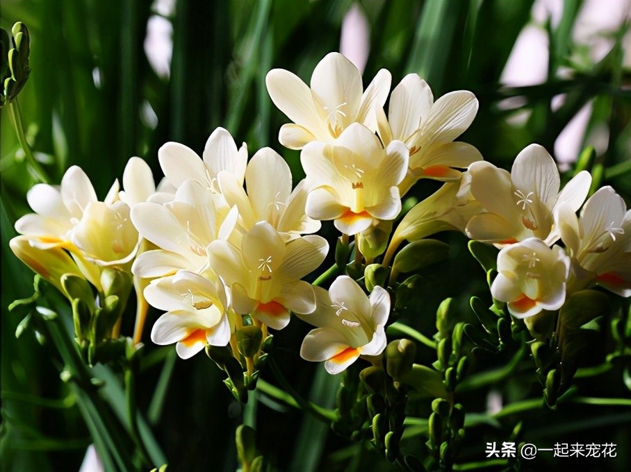 好闻好养适合在卧室养的香水花,哪种香水花最好养