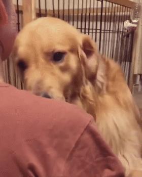 怎么惹金毛生气,金毛惹主人生气