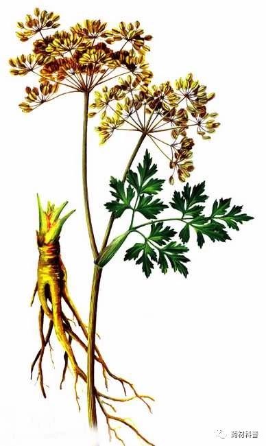 当归禁忌有哪些,当归的十大禁忌