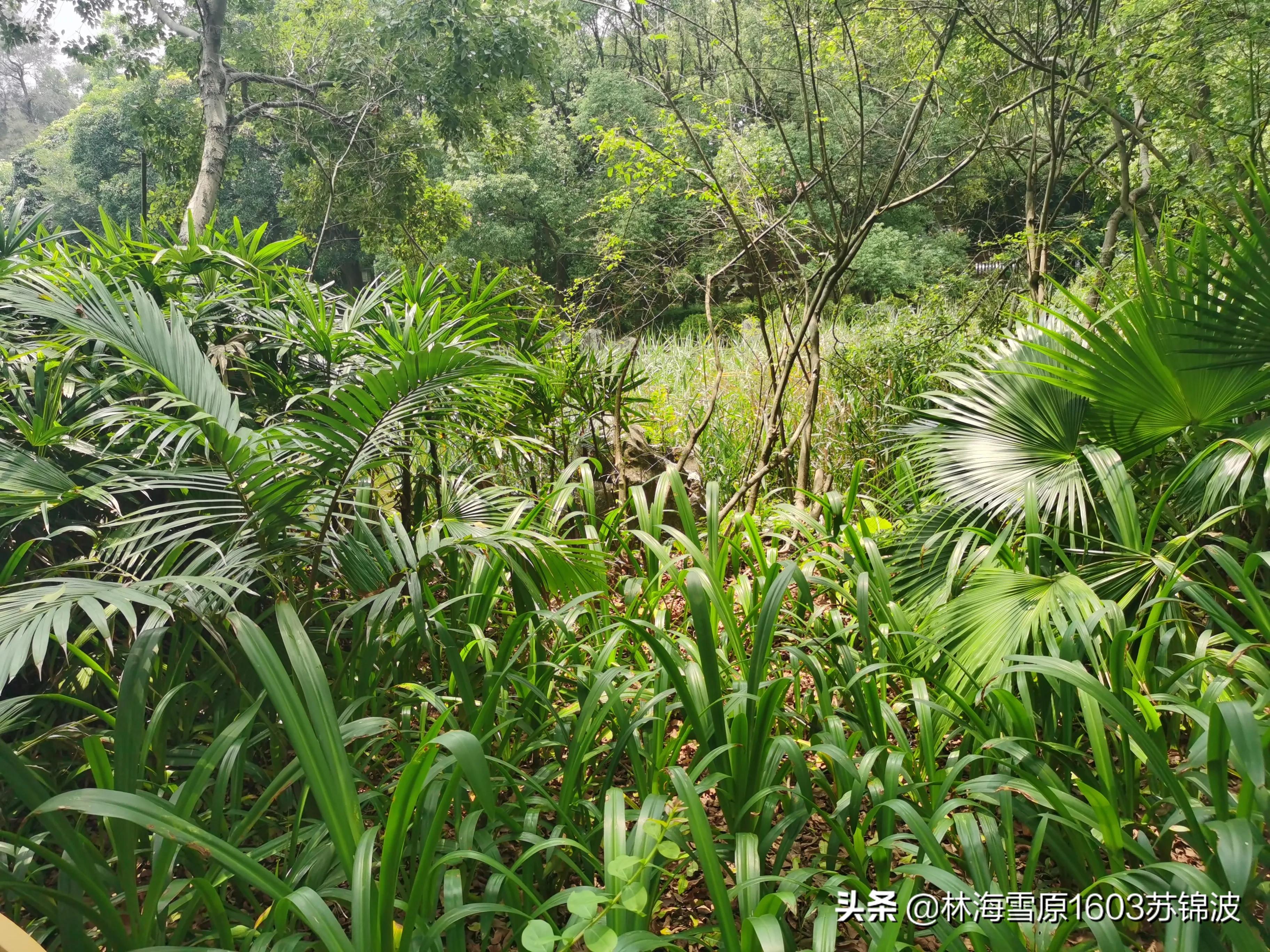 泉州芳草园最新消息,泉州芳草园附近风景