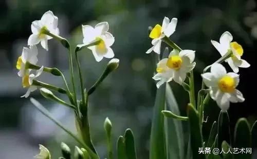 全国56市市花太美了的视频,中国56市市花图片
