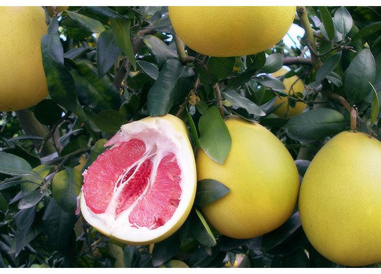 种柚子需要哪些条件,什么气候和温度种植柚子?