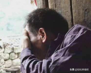 合同鸡养殖,合同鸡真假