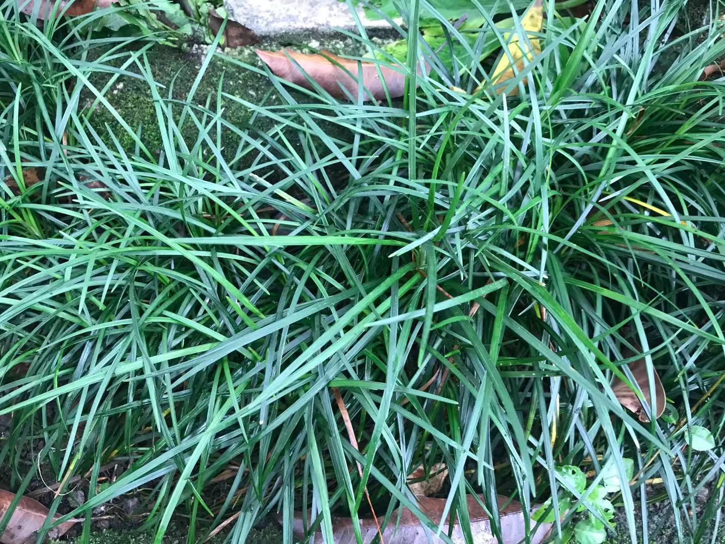 麦冬清肺养阴止咳,滋阴降火麦冬