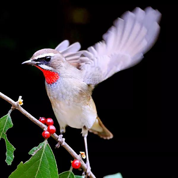 红靛颏和蓝靛颏哪种叫声好听,正宗红靛颏鸟