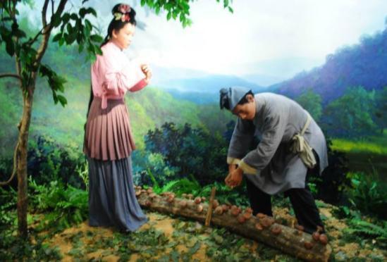 常见的蘑菇和菌菇,蘑菇种类的家常做法