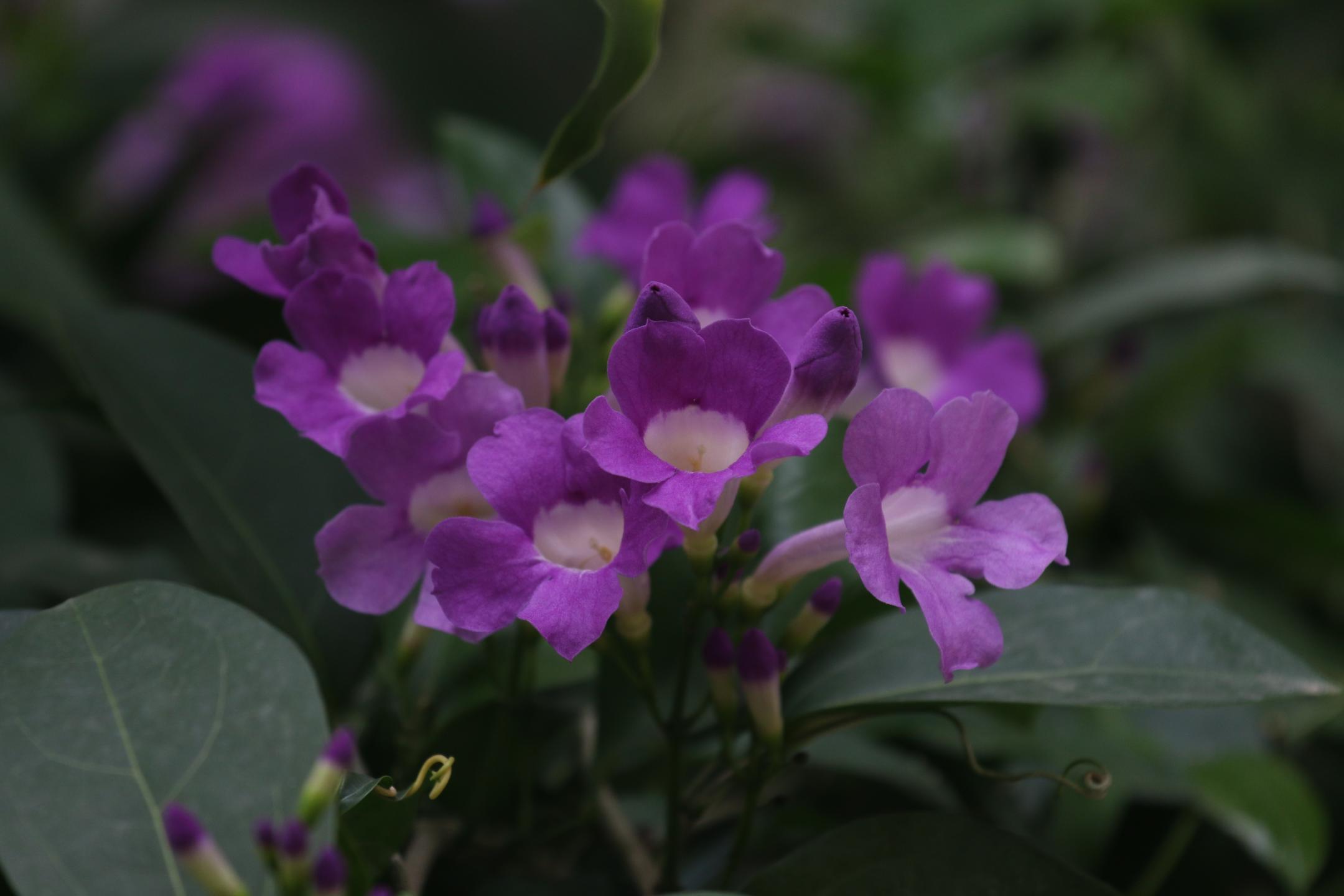 臭黄荆植物,臭鸡屎藤学名
