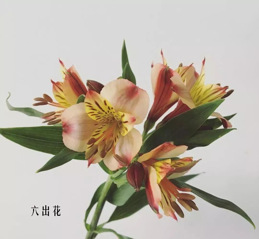 花店里同款的两种不同价格的花材,花店最容易被顾客误解的几种花材