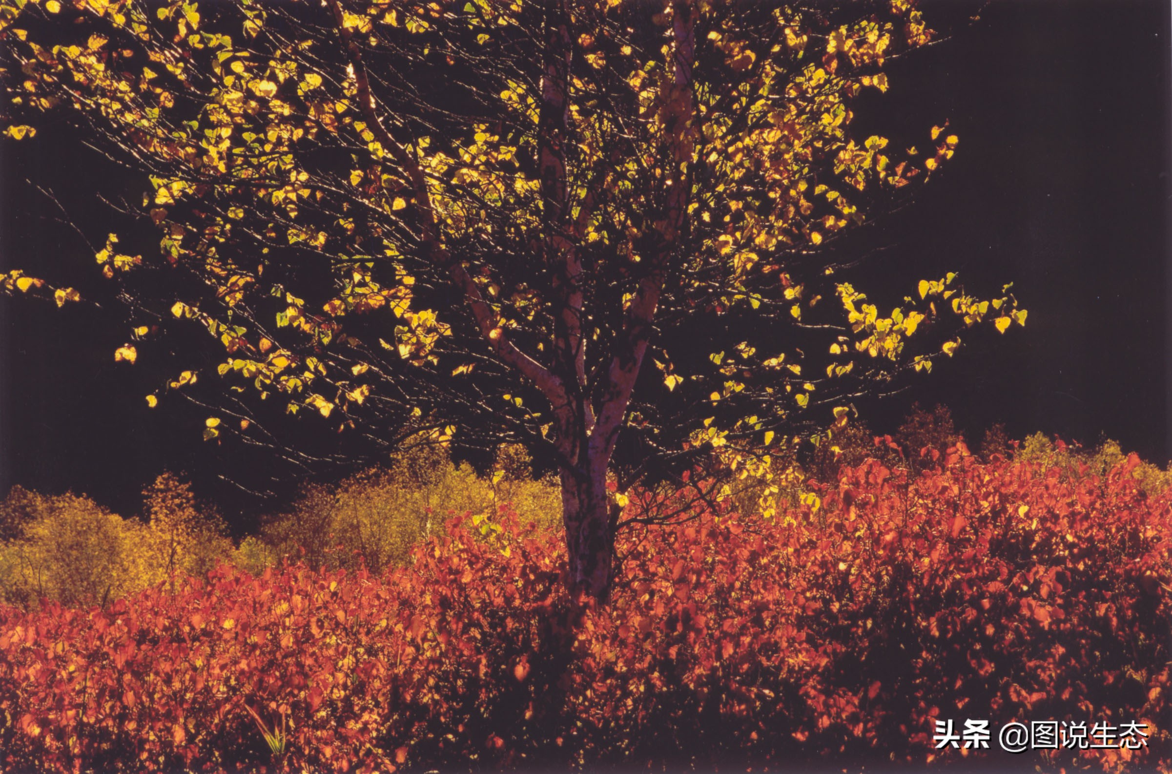 写出最真实的塞罕坝，永远是居住在塞罕坝的主人，请听他们如何说