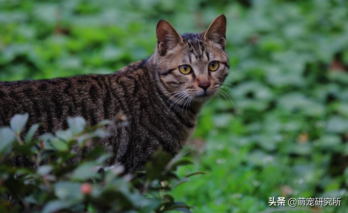 田园猫被抛弃会有什么后果,为什么越来越多人喜欢田园猫