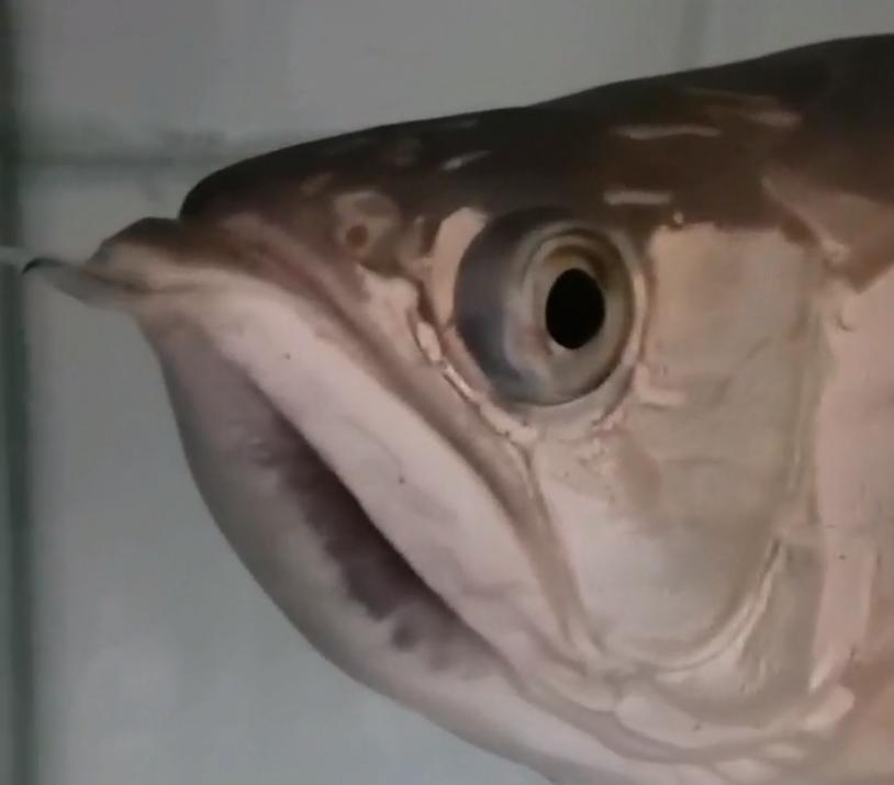 重磅|国内缸内金龙鱼繁殖重大突破，附65天跟踪记录