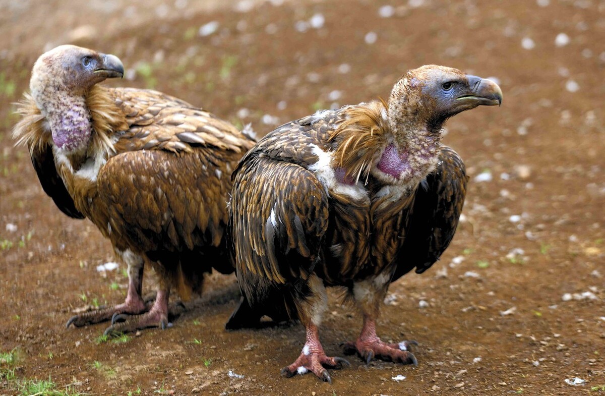 东江揽胜,惠州淡水常见鸟类图谱