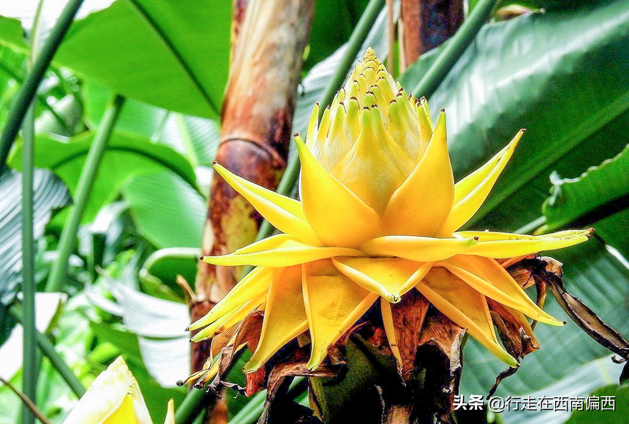 西双版纳五树六花中心,西双版纳五树六花地理位置