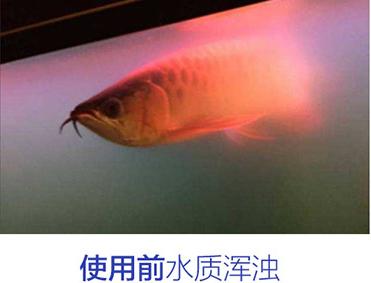 观赏鱼的硝化细菌,观赏鱼怎样培养硝化细菌